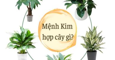 Mệnh Kim hợp cây nào? Chọn cây mang lại may mắn, tài lộc