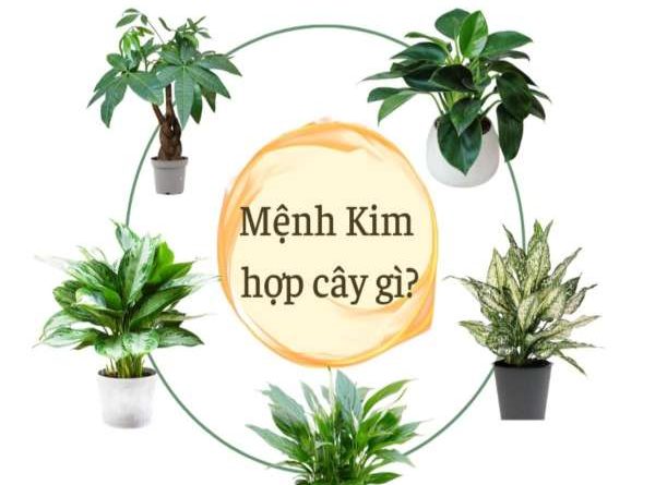 Mệnh Kim hợp cây nào? Chọn cây mang lại may mắn, tài lộc