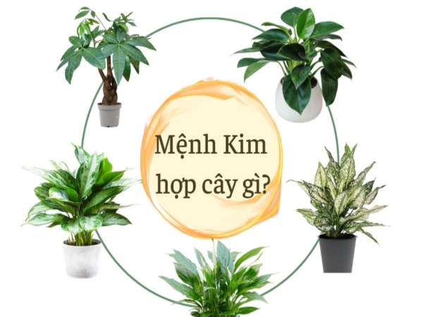 Mệnh Kim hợp cây nào? Chọn cây mang lại may mắn, tài lộc