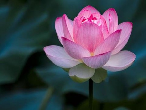 Phật dạy về 3 cách cầu phúc có cầu phúc bằng sự buông bỏ và thanh thản