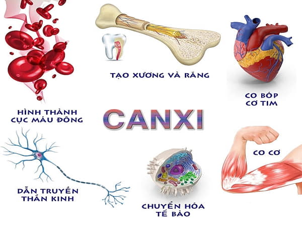 Vai trò của canxi và kẽm đối với cơ thể