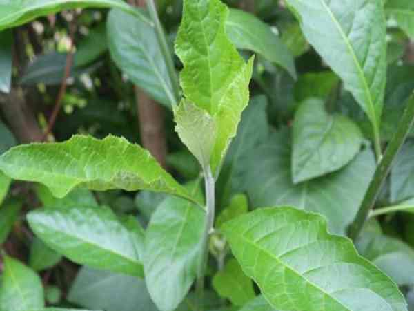 Bài thuốc chữa tiểu đường từ lá mật gấu (cây lá đắng)