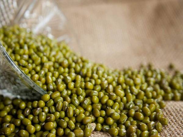 Chữa gout bằng đậu xanh ninh nhừ Chữa gout bằng đậu xanh ninh nhừ