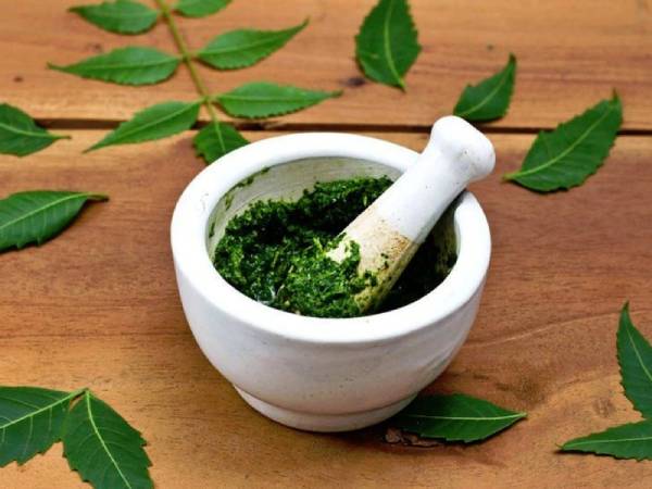 Lá lốt – Giảm đau khớp hiệu quả