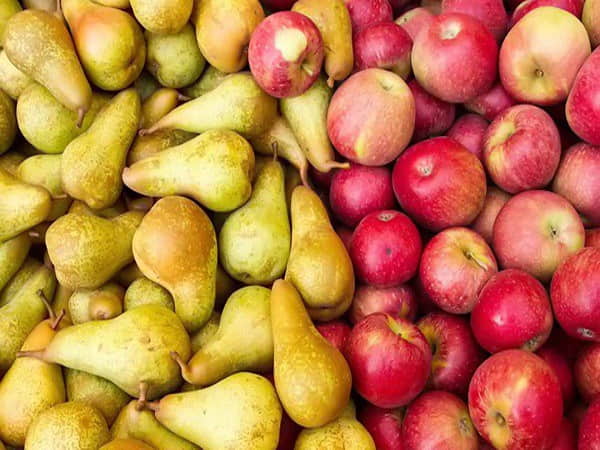 Vì sao Lê bị thâm sau khi gọt?