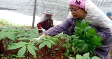 làm giàu từ trồng cây thuốc