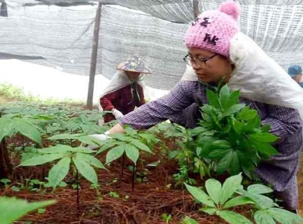 làm giàu từ trồng cây thuốc