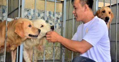 Bí quyết làm giàu từ chăn nuôi chó tại nhà thành công