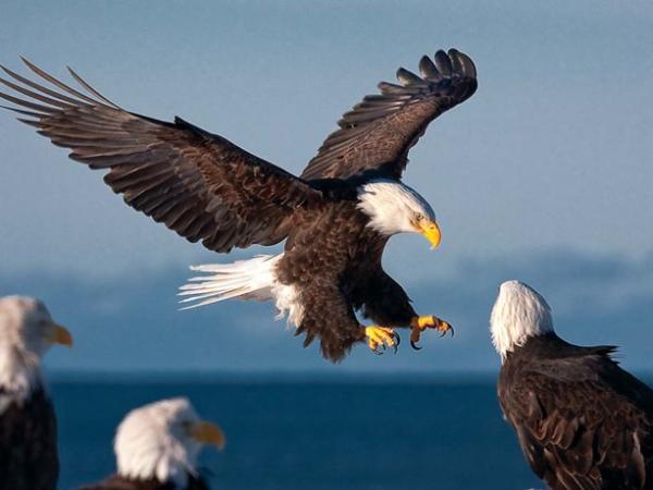 Bí quyết xua tan điềm xấu khi mơ thấy chim đại bàng