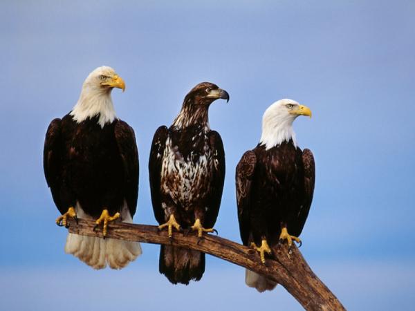 Khám phá ý nghĩa giấc mơ thấy chim đại bàng có điềm gì?