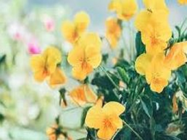 Ngủ mê thấy hoa nở rộ