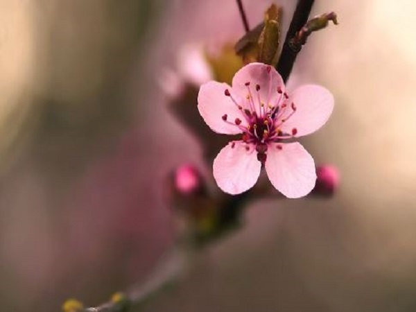 Nằm mơ thấy hoa nở là điềm gì?