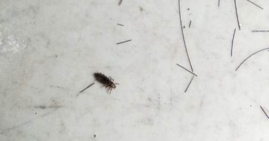 Nằm mơ thấy chấy hên hay xui và nên chọn con số nào đẹp?